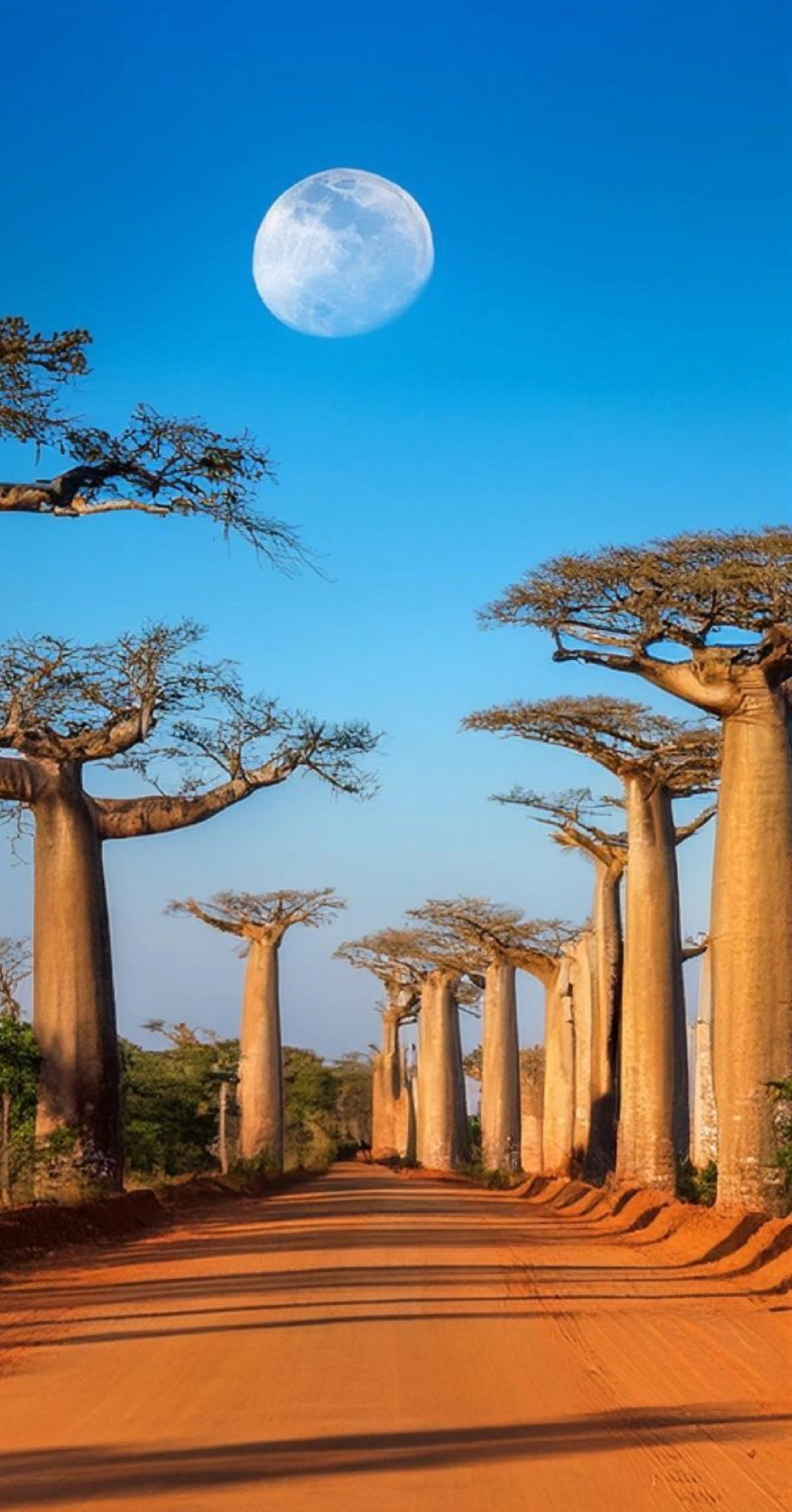 Botswana Safari