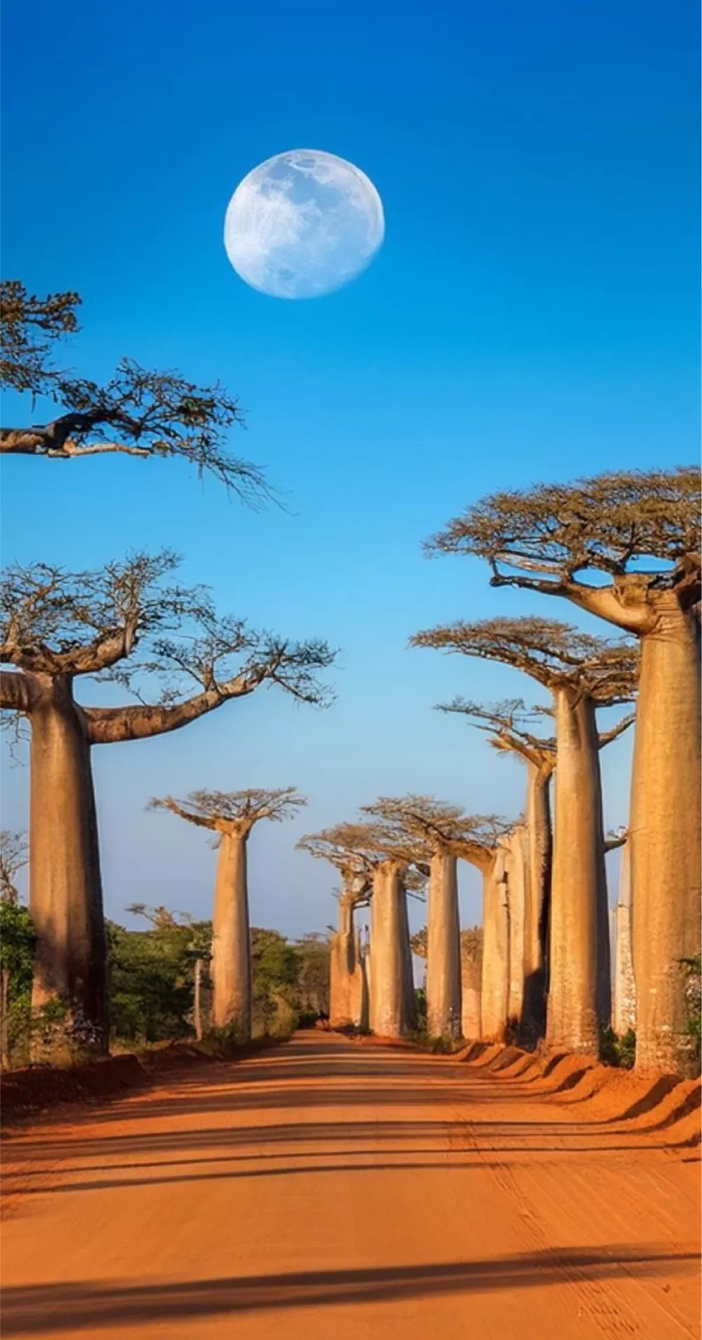 Botswana Safari