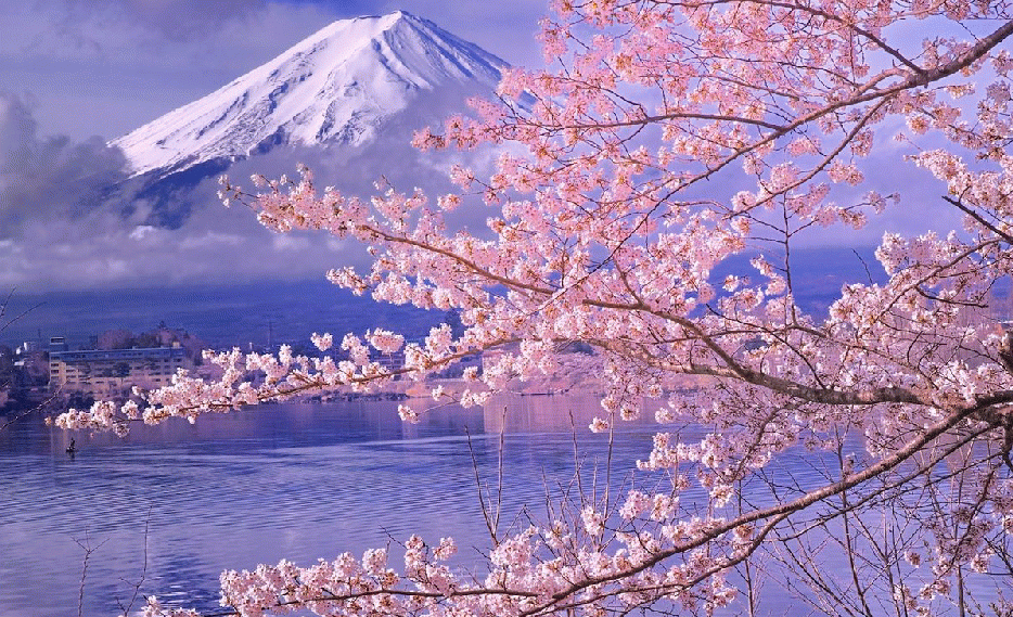 Japan Cherry Blossom